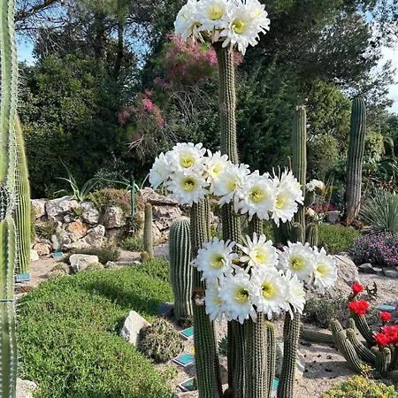 Cimer - Front De Canet-en-Roussillon