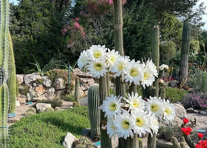 Cimer - Front De 카네트